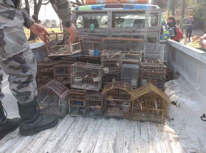 RESCATES MASIVOS. Llegaron a hallar 250 aves en una misma casa.