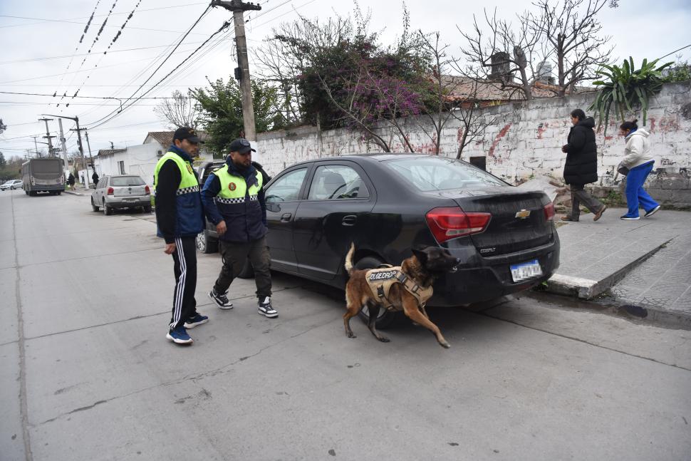 PASEO. A diario es llevado a distintos escenarios para que se habitúe.