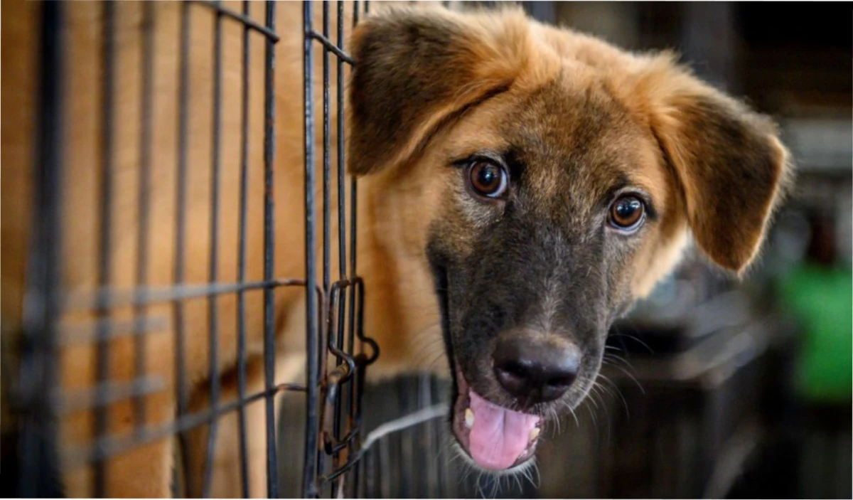 ¿Qué está pasando en EE.UU con las mascotas?