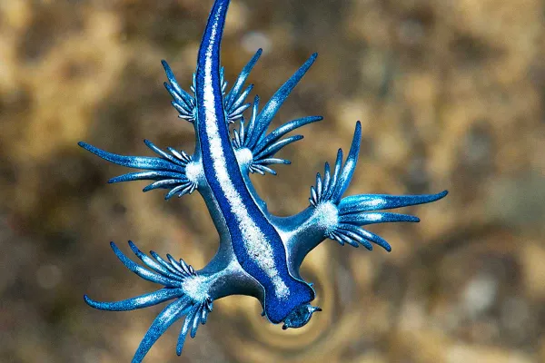 Prohíben el baño en una playa de Lanzarote por la aparición de dragones azules