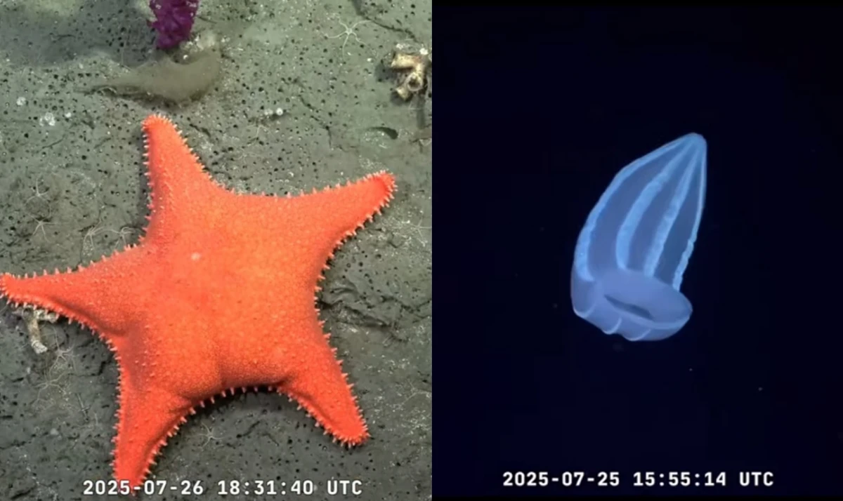 “Encontraron un Patricio Estrella”: la transmisión desde las profundidades del océano argentino que reúne miles de personas