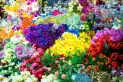 Ni rosas ni margaritas: esta es la flor ideal para regalarle a tu pareja, según el Feng Shui