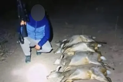 Repudio en Tucumán: cazó siete corzuelas embarazadas en Tafí Viejo y lo mostró en las redes