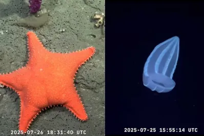 “Encontraron un Patricio Estrella”: la transmisión desde las profundidades del océano argentino que reúne miles de personas