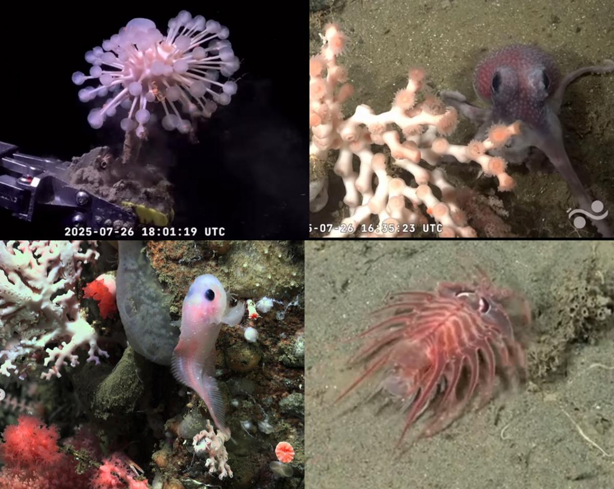 “Encontraron un Patricio Estrella”: la transmisión desde las profundidades del océano argentino que reúne miles de personas