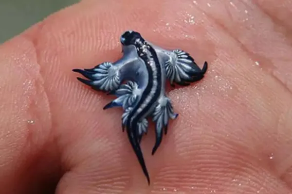 Dragones azules en las playas españolas: qué son, por qué aparecen y qué hacer si te pican