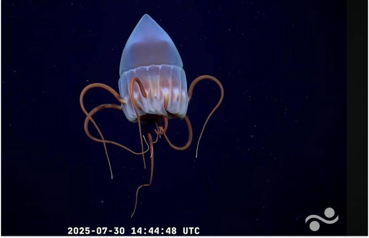 Dónde ver las transmisiones de la expedición del Conicet al fondo del mar