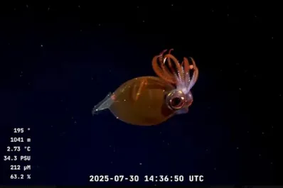 “Parece otro planeta”: así es la expedición submarina que enamora a todo el mundo desde las costas argentinas