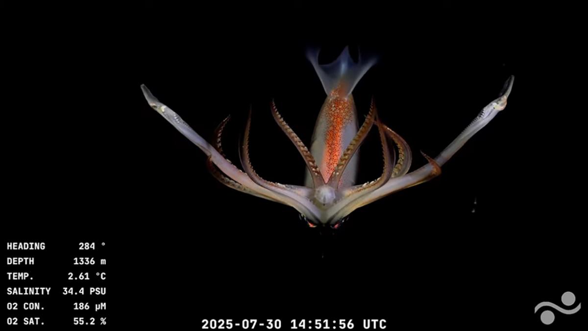 Imagen submarina captada por el vehículo operado remotamente (ROV) SuBastian.