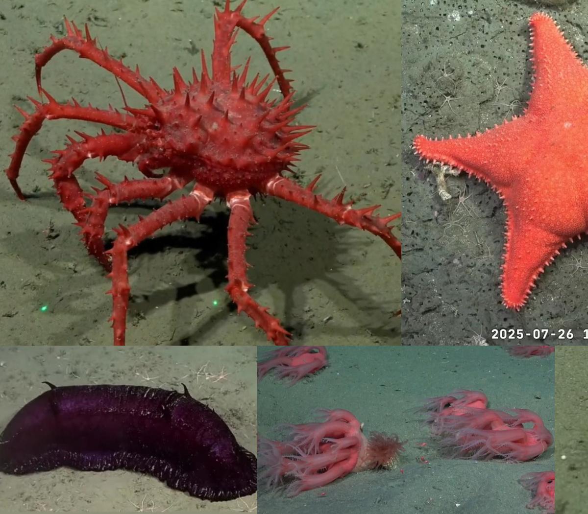 Video e imágenes: Inéditos hallazgos en la expedición del Conicet a un cañón submarino de Mar del Plata