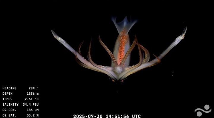 EXTRAÑAS CRIATURAS. Las imágenes tiene una alta nitidez, al punto de captar detalles sorprendentes.