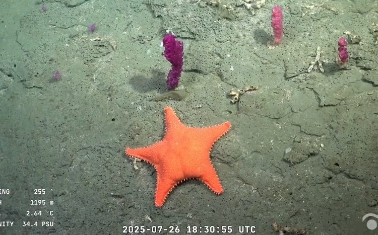 CON “COLITA”. A la estrella de mar la bautizaron, con humor, “Patricio”.