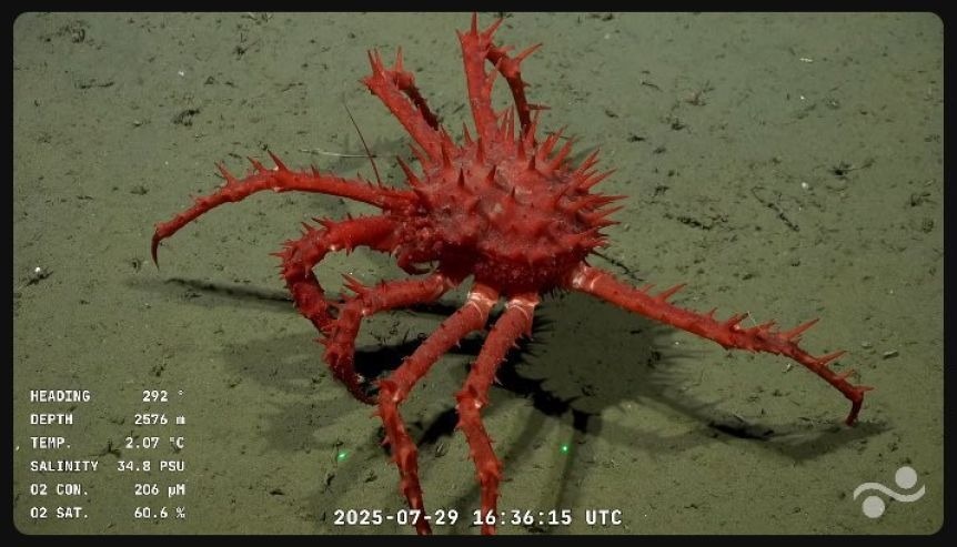 HALLAZGO. Se registraron al menos 20 especies nuevas para la ciencia.