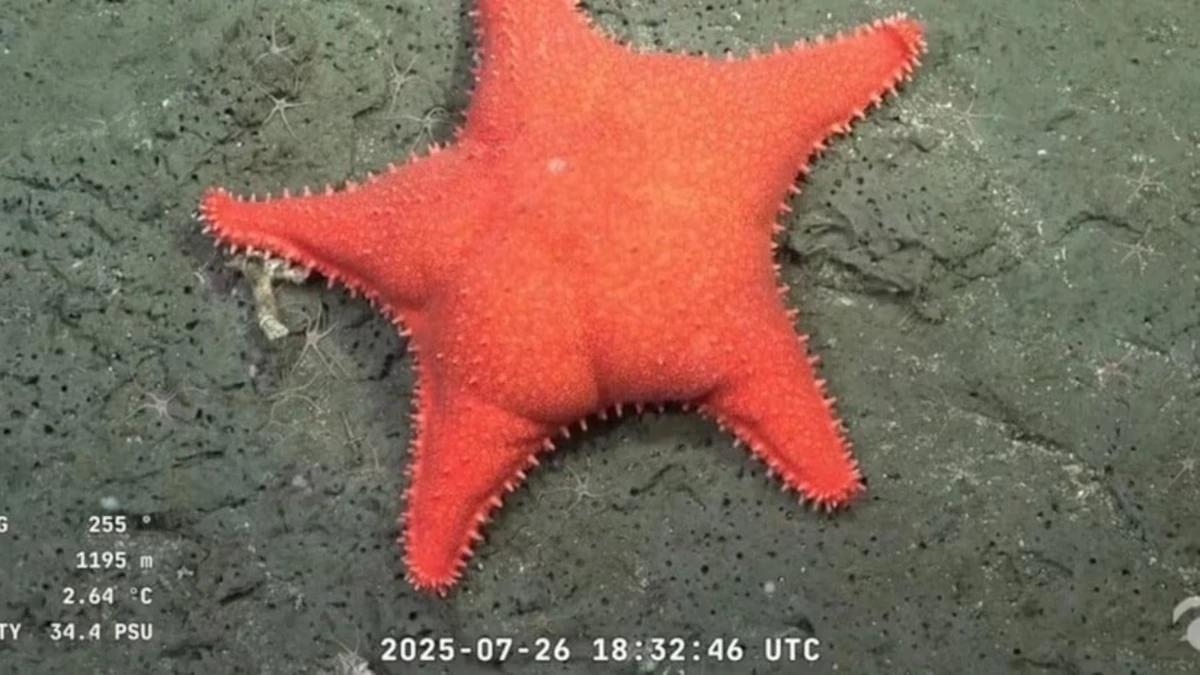La estrella de mar encontrada por el Conicet en Mar del Plata