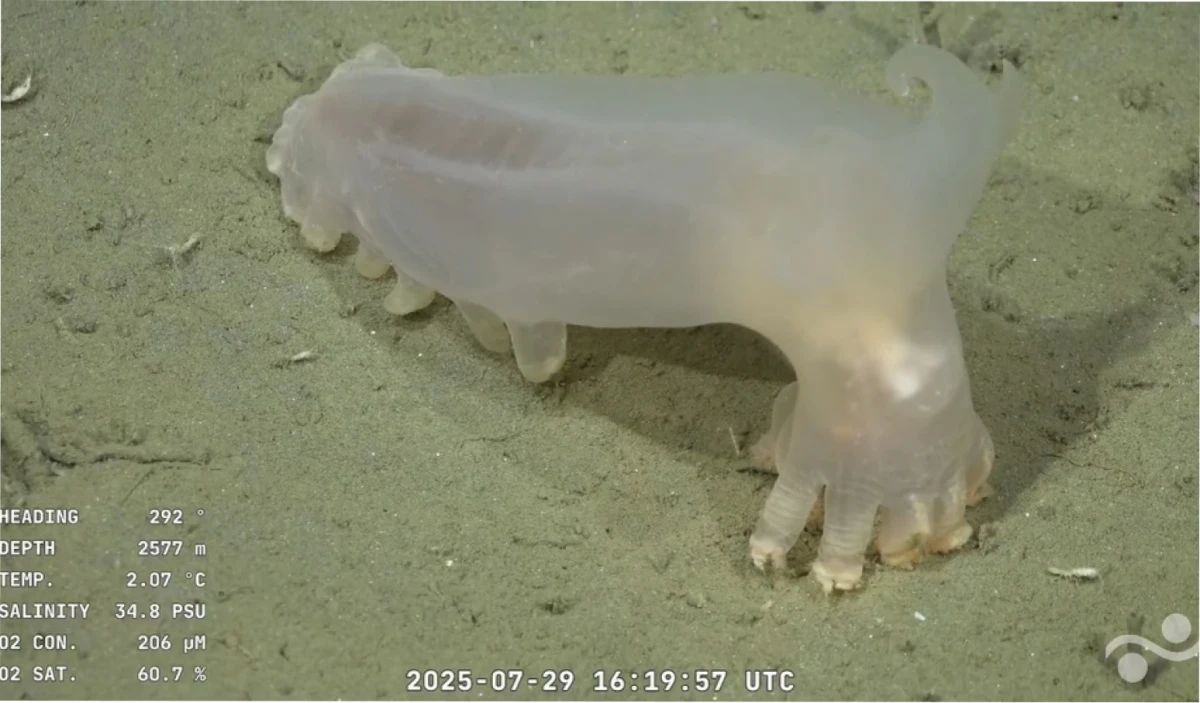 ¿Cuál fue el rating de la transmisión del Conicet?