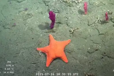 Científicos del Conicet revelaron a LA GACETA los secretos del streaming y las especies halladas en el mar argentino