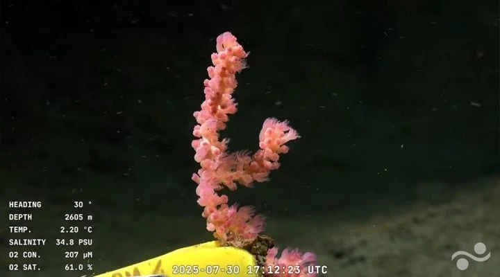 COLORES. Niños y adultos se “prenden” con las transmisiones.