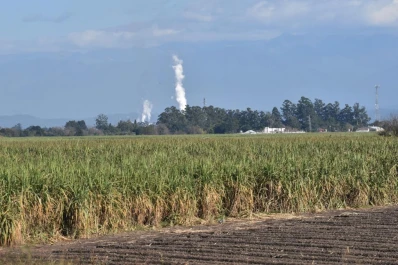 La prevalencia del carbón de la caña de azúcar mostró una fuerte caída, respecto de otros años