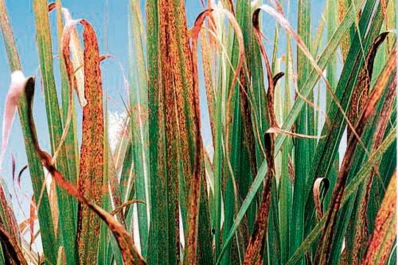 La estría roja mostró una baja prevalencia en la provincia