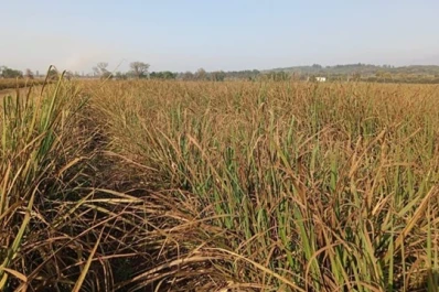 Roya marrón: LCP 85-384 registró la mayor severidad