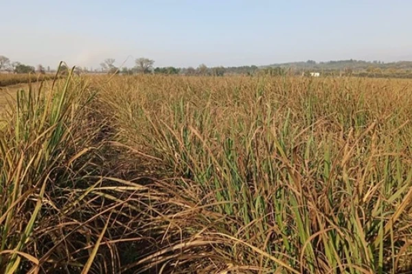 Roya marrón: LCP 85-384 registró la mayor severidad