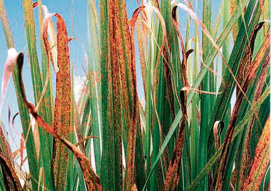 La estría roja mostró una baja prevalencia en la provincia