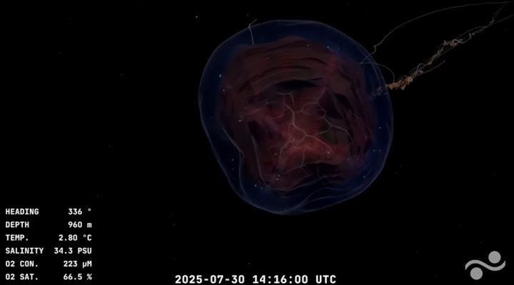 HALLAZGOS. La expedición ya encontró más de 100 criaturas inéditas.