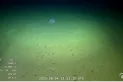 ¿Hasta cuándo se podrá ver la transmisión del fondo del mar en el Conicet?