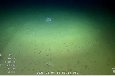 ¿Hasta cuándo se podrá ver la transmisión del fondo del mar en el Conicet?