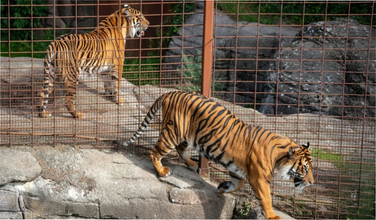 El zoológico de Aalborg solicita alimento para sus depredadores. 