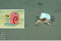 Encontraron a Gary, la mascota de Bob Esponja, en el stream del Conicet