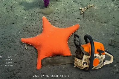 Mientras el streaming del Conicet asombra, el sector científico pierde más de 4.000 empleos