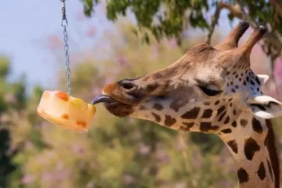 Ola de calor en Barcelona: el Zoo activa un protocolo especial para proteger a sus animales