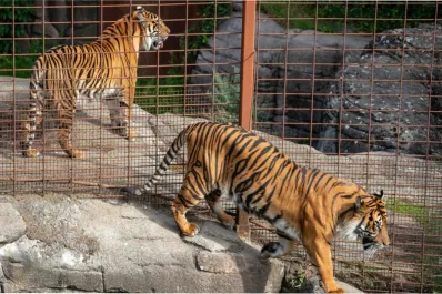 Polémica en Dinamarca: zoológico busca mascotas abandonadas para dar de comer a sus animales salvajes