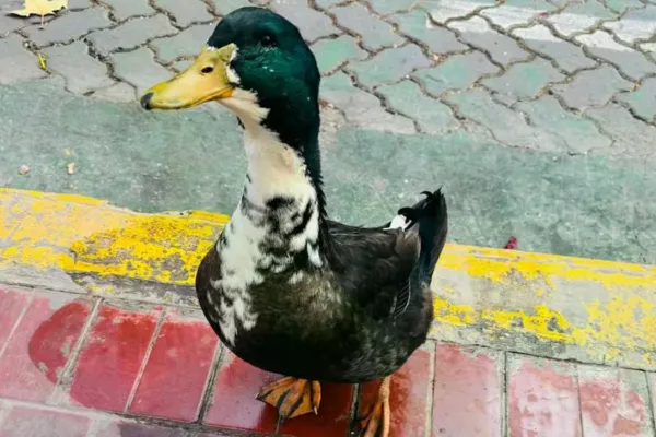Insólito caso en Mendoza: denuncian a un pato por agresivo y ahora tiene abogado defensor