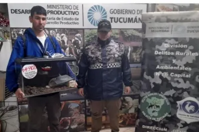 Rescataron un falso camaleón en peligro de extinción: lo vendían en pleno centro tucumano