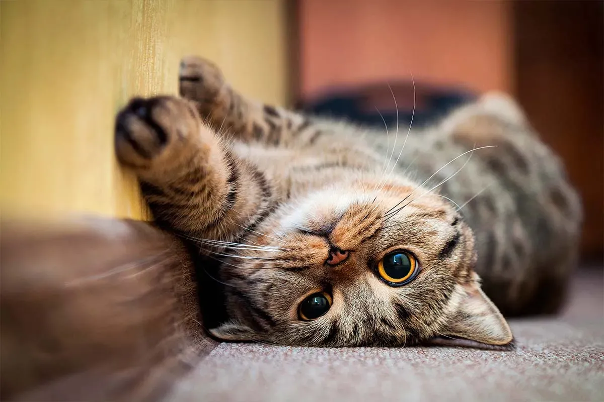 Día internacional del gato: qué alimentos pueden comer para celebrar su día