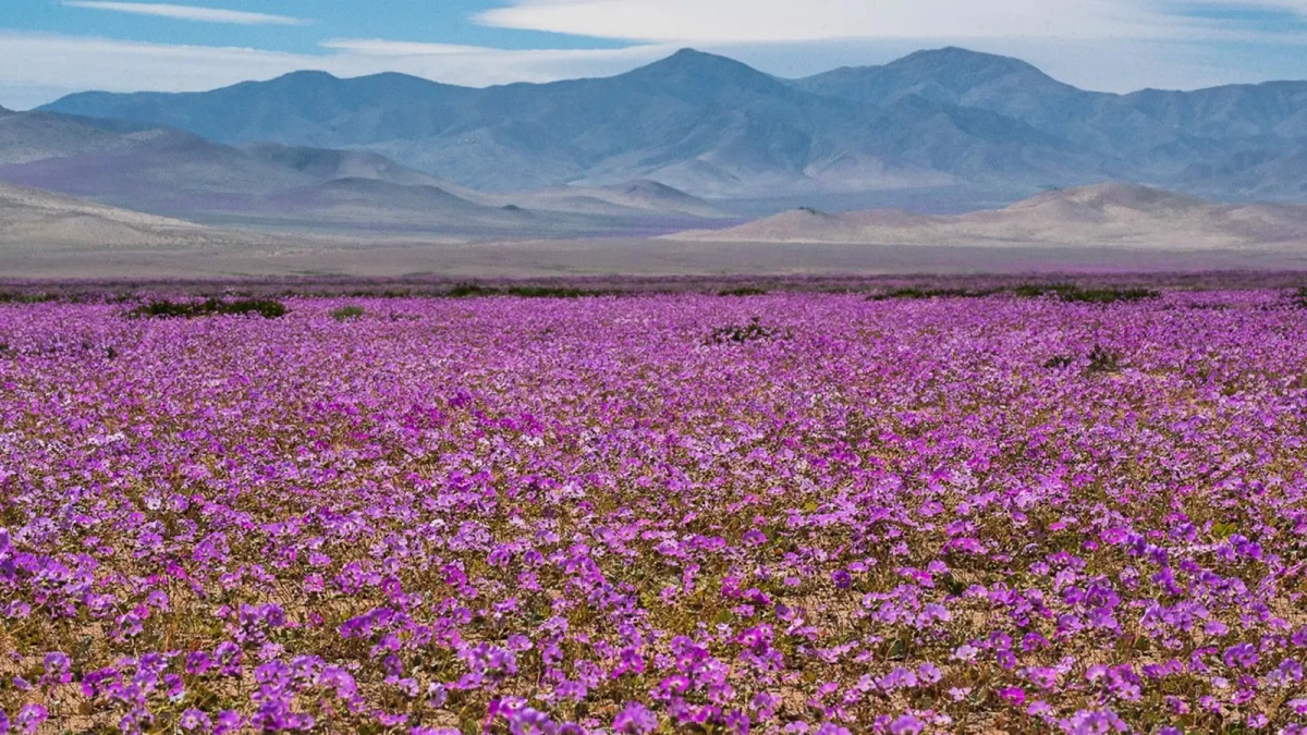 Flor pata de guanaco: la especie que brota en el desierto de Atacama