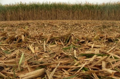 Cañaverales sin quema y con cobertura de rastrojo dan rindes superiores