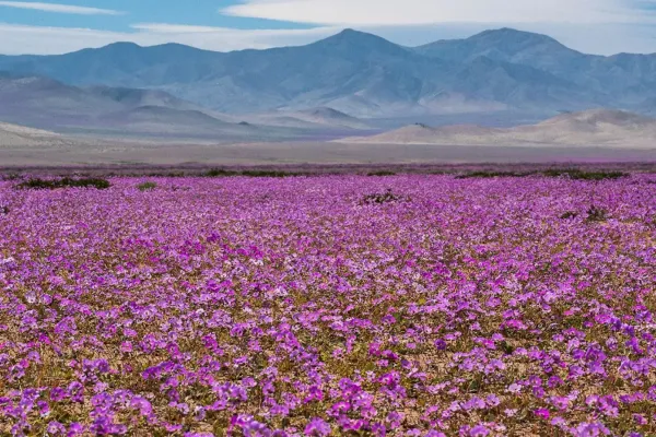 Floración del desierto de Atacama 2025: cuándo y dónde ver este increíble fenómeno