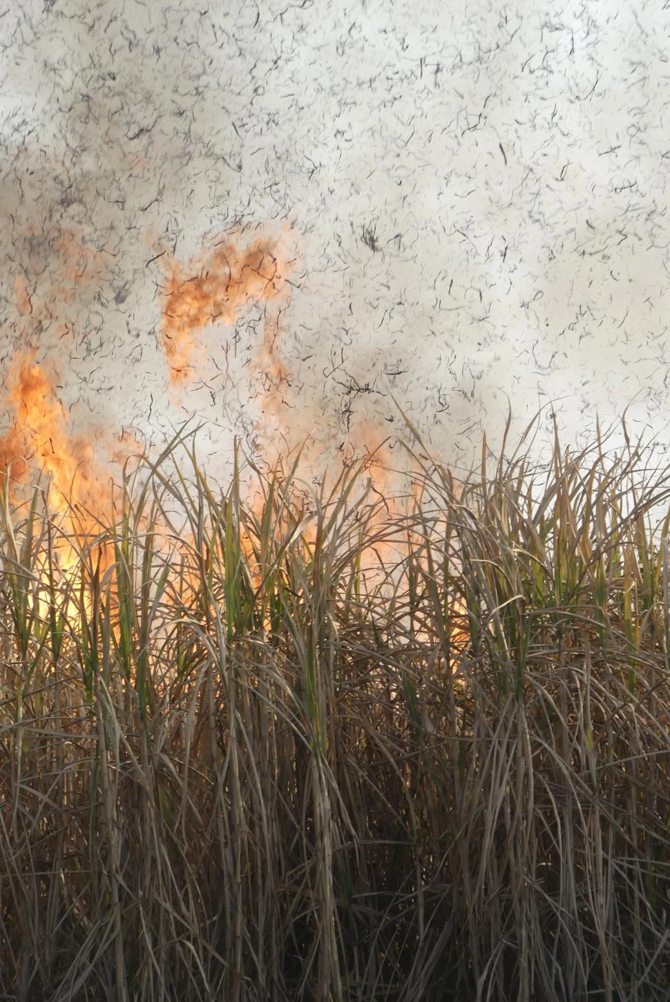 Sugieren aunar esfuerzos para erradicar la quema de caña definitivamente