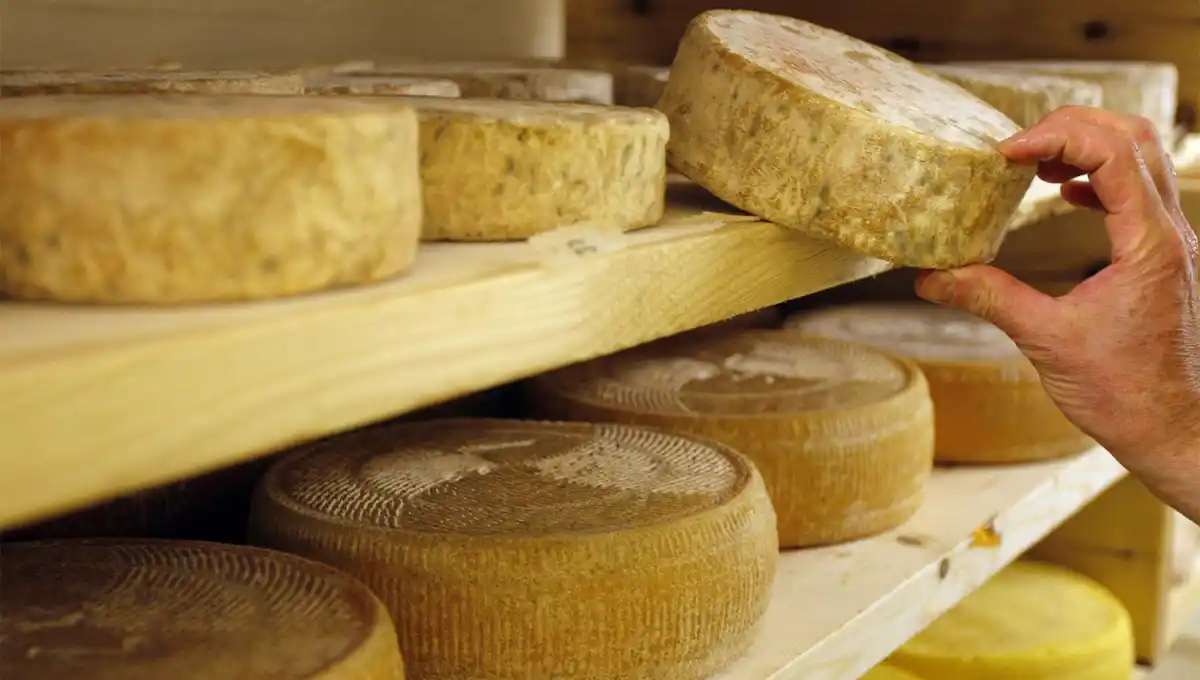 ELABORACIÓN. Los quesos artesanales deben cumplir con determinados procesos de seguridad e higiene durante su fabricación. 
