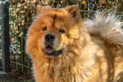 ¿Tu perro pierde mucho pelo? Conocé las razas más propensas