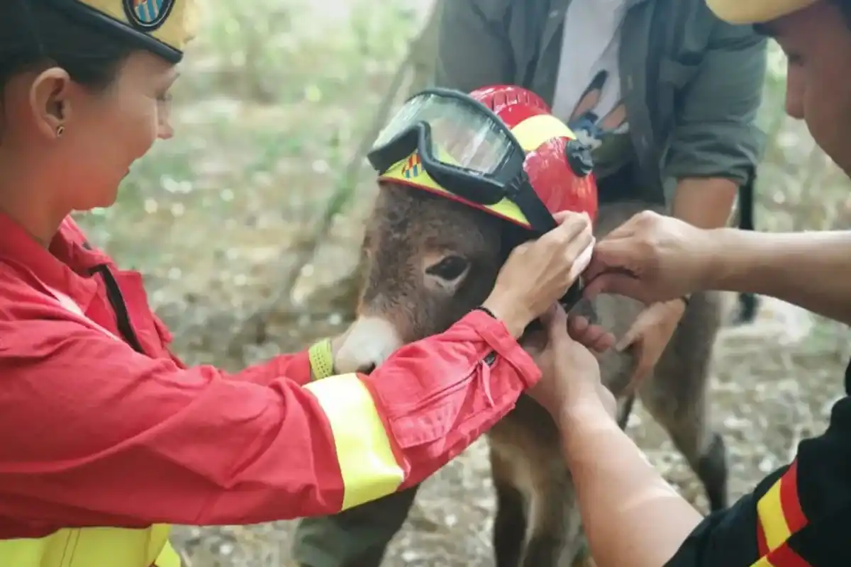 Burros bomberos, la estrategia secreta frente a los incendios en España