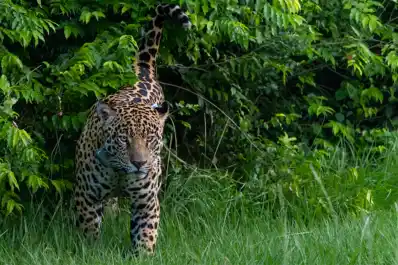 Cuatro hombres fueron condenados por cazar un yaguareté en Formosa
