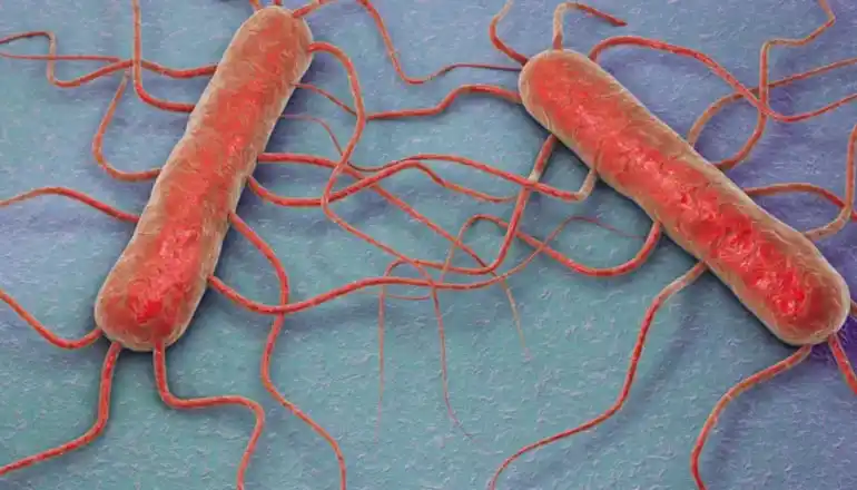 EFECTOS MUY SERIOS. La Listeria monocytogenes causa listeriosis, una enfermedad grave en general en mujeres embarazadas, niños y ancianos.