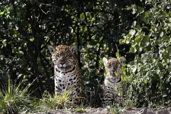 La muerte del yaguareté: un fallo histórico que alimenta otra polémica