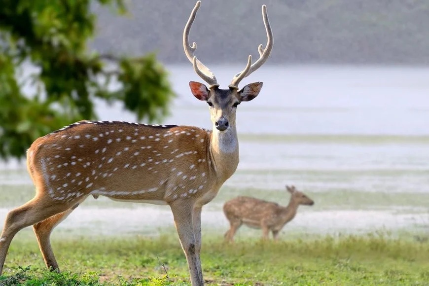 Cacería sí o no: polémica por la superpoblación de especies invasoras