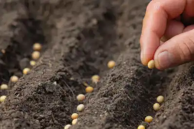 Derechos de obtentores y de productores