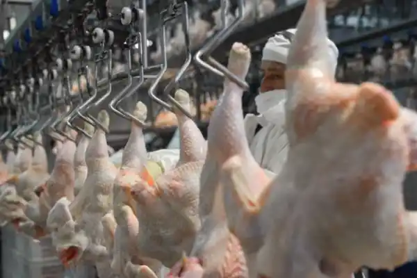 Industria avícola: registró un récord la importación de pechugas de pollo de Brasil
